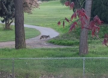 COYOTES: Three reader reports