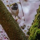 the Cherry Blossoms at UW never get old