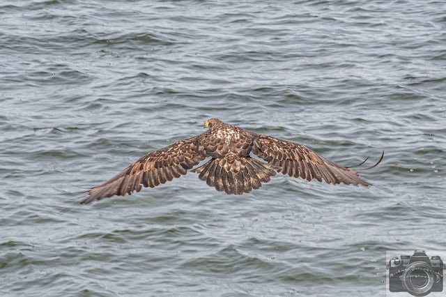 Juvenile Bald Eagle skimming the water at Alki Beach looking for lunch: