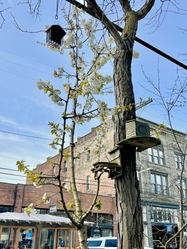 Squirrel condo on Ballard Ave