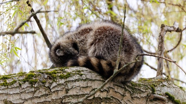 Saw this cat sleeping on a branch but it didn’t respond to my pspspsps
