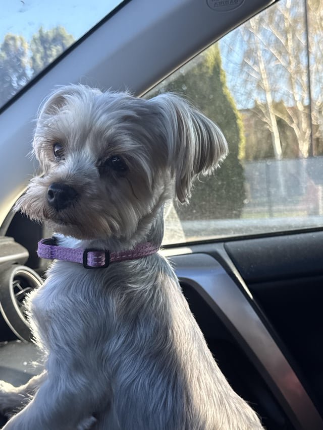 Dog lost at Alaska and Rainier