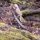 Bearded dragon (?) in Discovery Park
