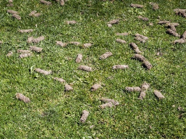 Downtown Park has a lot of dogs and they also aerated the grass recently. Makes for a real minefield!