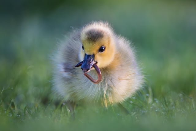 The early bird gets the worm!