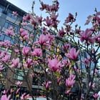 Spotted these two stunning cherry blossom and magnolia trees in full bloom in Capitol Hill 🌸