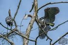 Serious nest-building going on at the Ballard Locks. This is the time of year to get out there to see the herons before foliage obscures the nests:
