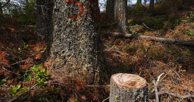 Real estate agent who cut over 140 trees in King County park boasts of views in sale listing