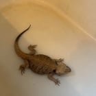 Bearded Dragon Update