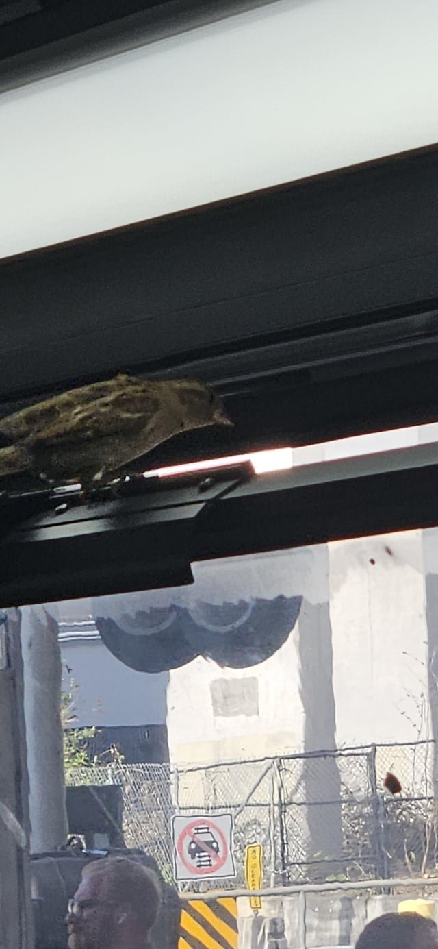 I’m tired of these freeloaders not paying to ride the bus