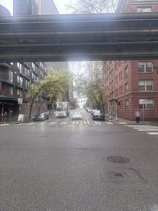 Trees that I would like to acknowledge in downtown Seattle. These trees are glorious a