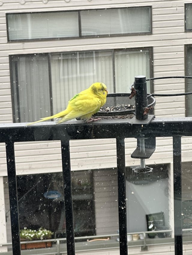 Did somebody lose their bird? (Cap Hill)