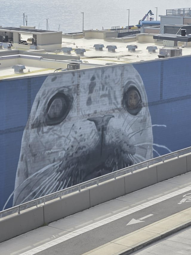 Was celebrating 4/20 overlooking the waterfront yesterday and noticed something odd about our seal friend here…