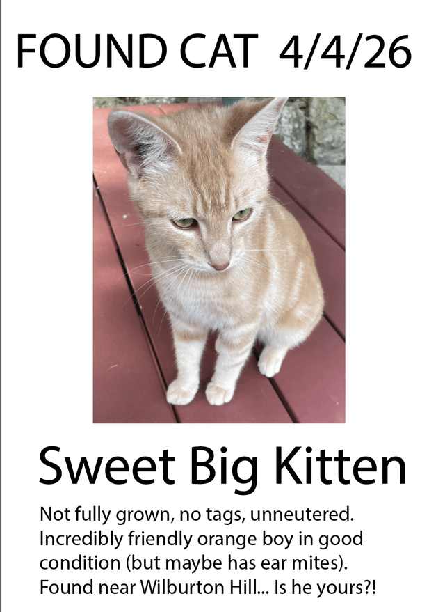 Found Cat (Orange Boy!) Near Wilburton Hill