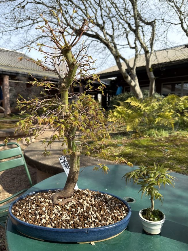 WEST SEATTLE CRIME WATCH: Stolen bonsai