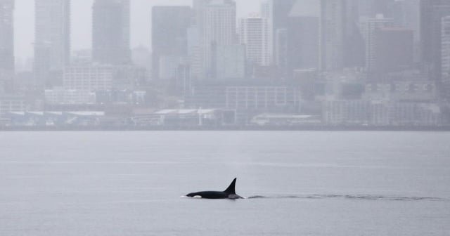 Orcas never seen before in Seattle delight whale watchers with a visit
