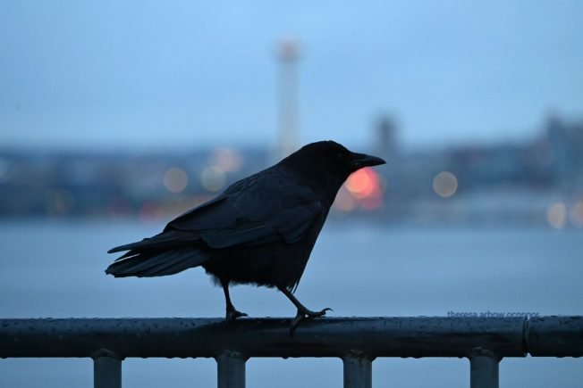 Morgan Community Association, author talk with Margaret S. Barrie, more for your West Seattle Wednesday