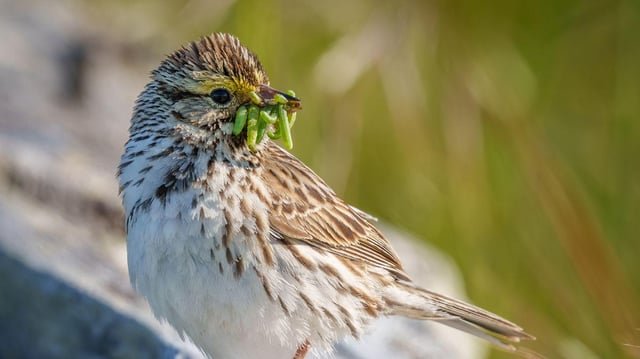 Bird counts in Seattle-area parks fell 21% in 19 years