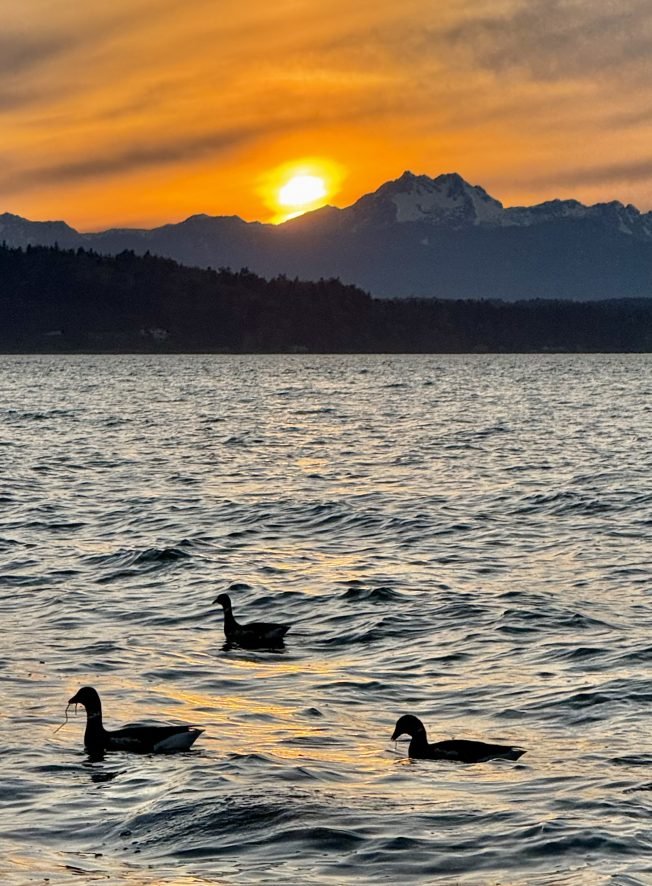 WEST SEATTLE BIRDS: 8 views of our feathered neighbors