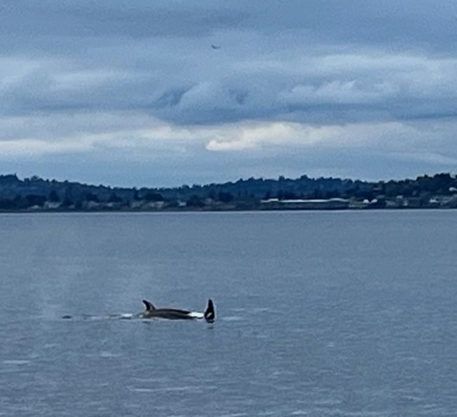 WHALES: Sighting between West Seattle and Vashon