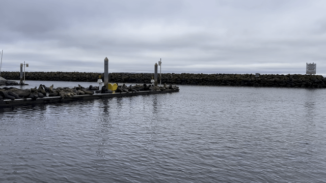 Lots of sea lions at Golden Gardens boat launch