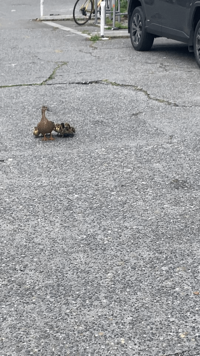Ducks in the street
