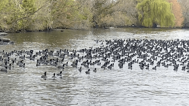 Coots at Magnuson the other day