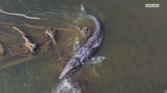 Seven dead gray whales signal trouble in Washington waters