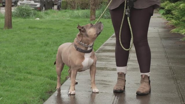 Dogwalker, pet mauled by 2 large dogs from Seattle homeless encampment