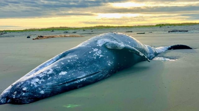 Gray Whale found dead near Ocean Shores brings Washington state’s total to 12 this year