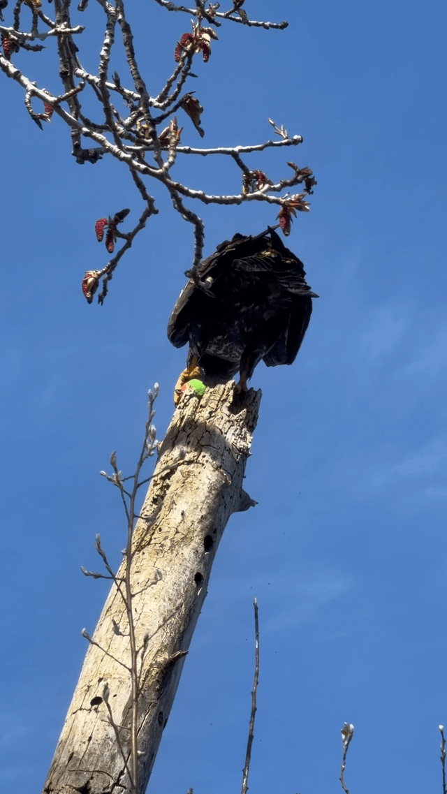 Young Eagle figuring out fetching a ball vs. fetching prey