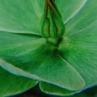 if you haven’t been to the Volunteer Park Conservatory… you should go