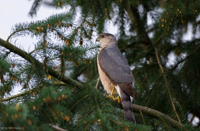 Fauntleroy Community Association meeting, free ice cream, more for your West Seattle Tuesday