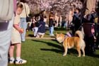 Dogs in, around, and near the cherry blossoms