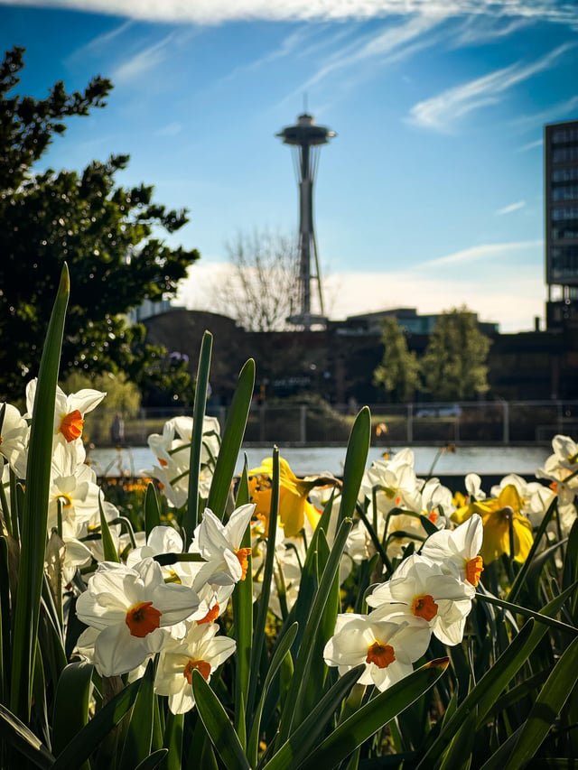 Daffodils smiling at us at SLU Park