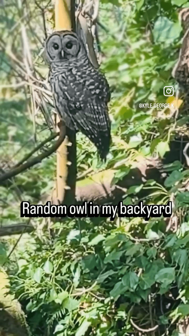 Random owl in my backyard