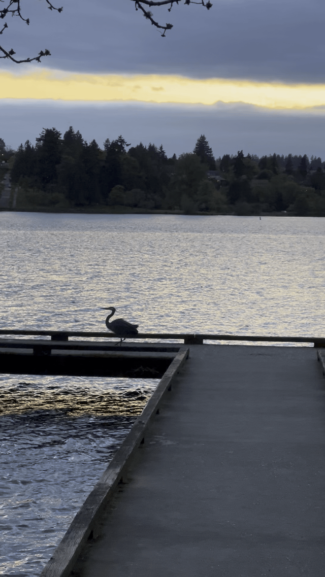 Went on a walk thru Seward Park and caught this dignified Great Blue Heron strutting down the dock.