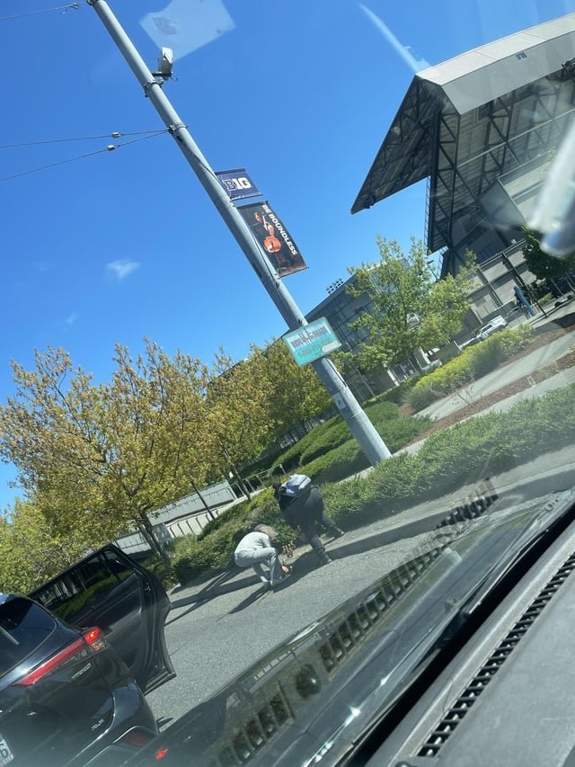 Huskies helping ducks