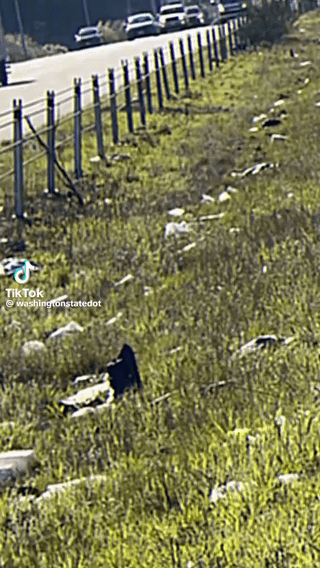 One reason I love WA state… WSDOT’s social media team puts out A+ bangers like this!