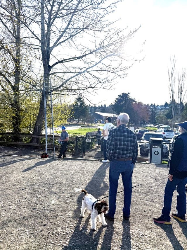Cat Rescue in tree at Magnuson Dog Park Seattle