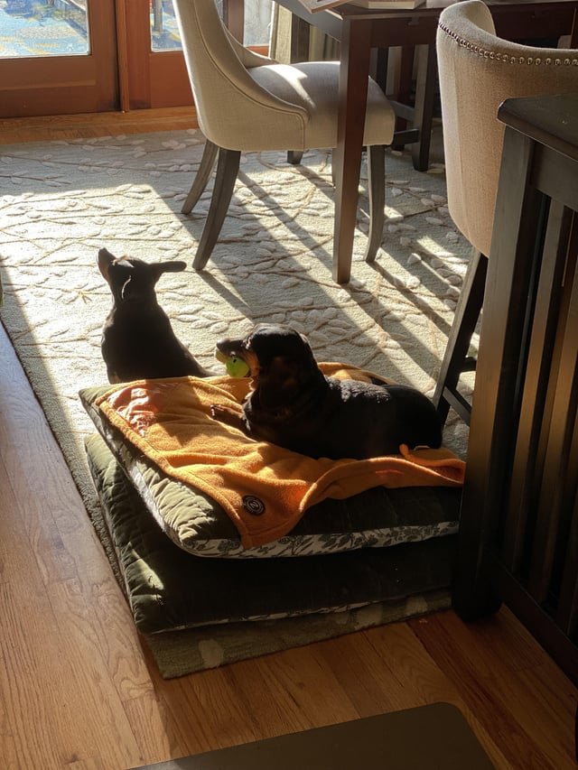 Enjoying the morning sunshine