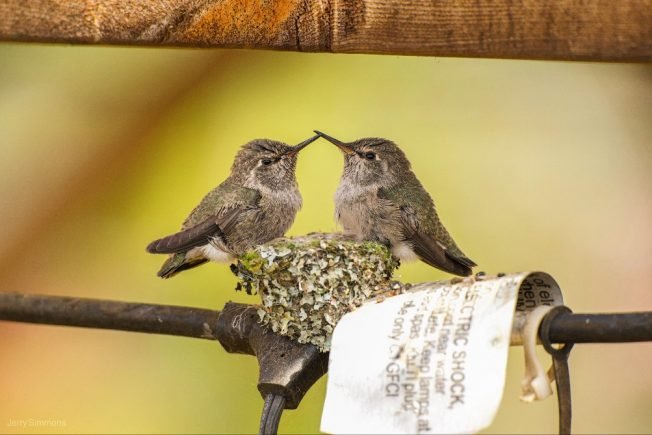 Moon-flyby launch watch, light-rail forum, more on the list for your West Seattle Wednesday