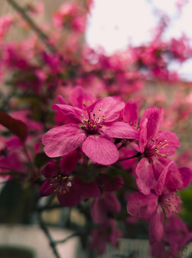 Seattle blossom season is the best.