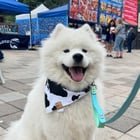 That one vendor who made handmade bandannas for a large dogs in the Seattle area