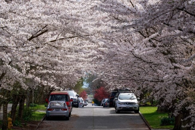 HPIC’s First Fridays, Fish Stick Day, ‘Sound of Music,’ Hiawatha Housewarming, baseball showdown, more for your West Seattle Friday