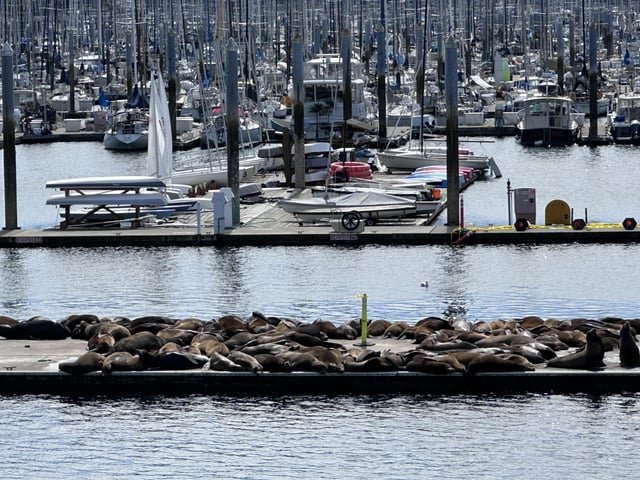 Someone said it’s an orgy and I cannot unhear it