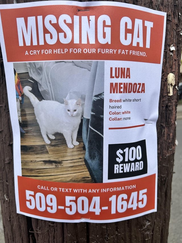 Missing cat in Capital Hill area