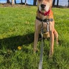 Tuk was adopted from Emerald City Pet Rescue as a 1yo and now he’s been returned at age 7 💔 You can tell he misses his humans. If anyone is looking for a four-legged companion, pls consider Tuk