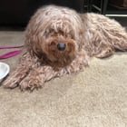 Dog found in downtown Bellevue