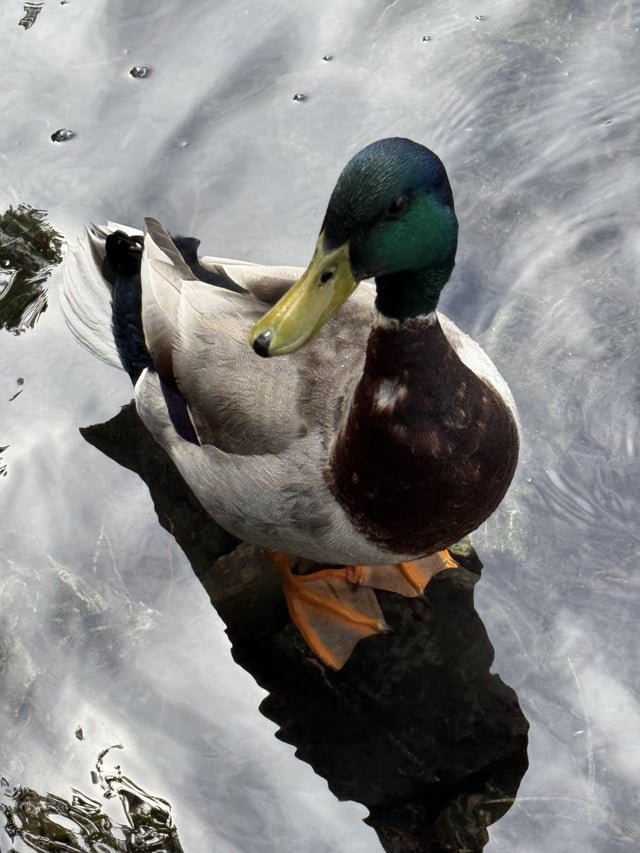 I present to you, a mighty duck.